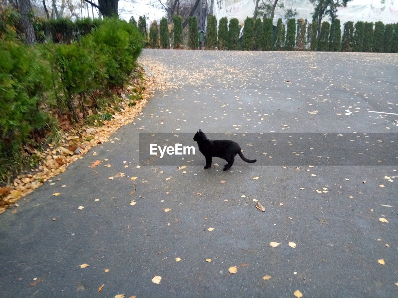 SMALL DOG RUNNING ON ROAD