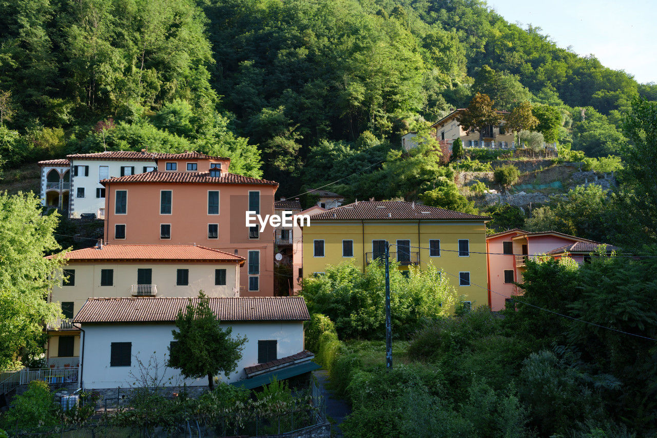 trees and houses