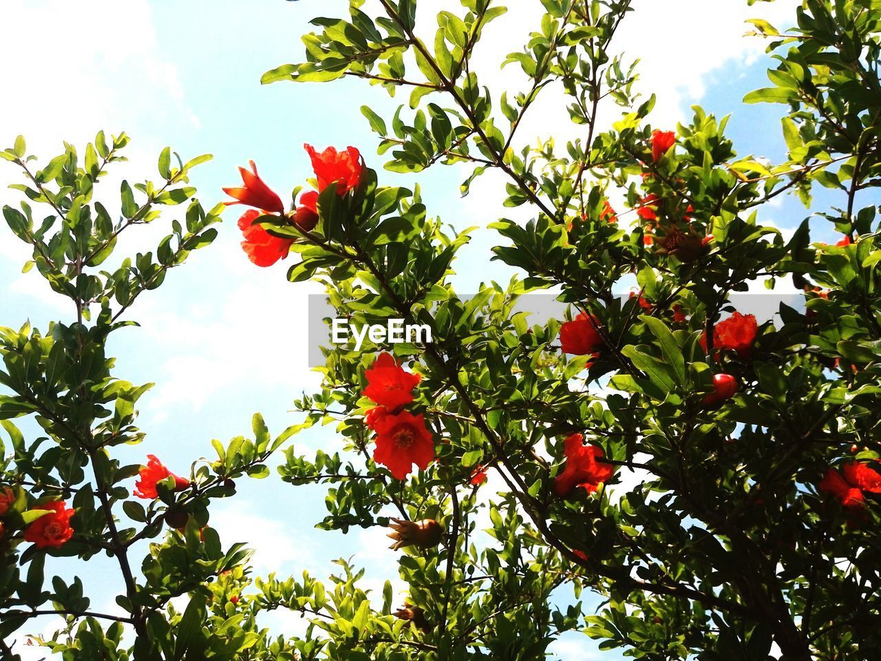 LOW ANGLE VIEW OF RED FLOWERING PLANTS