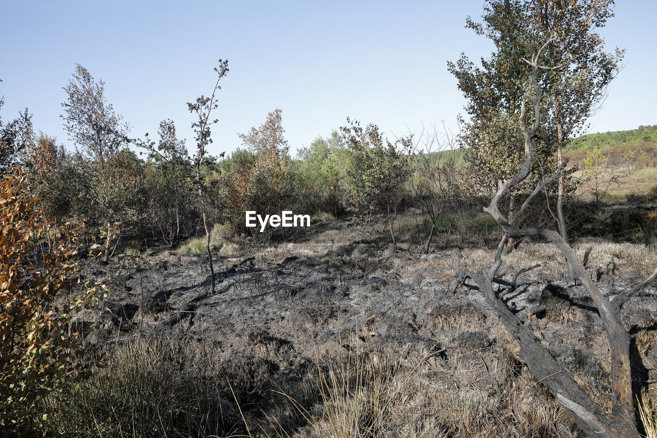 PLANTS GROWING ON LAND