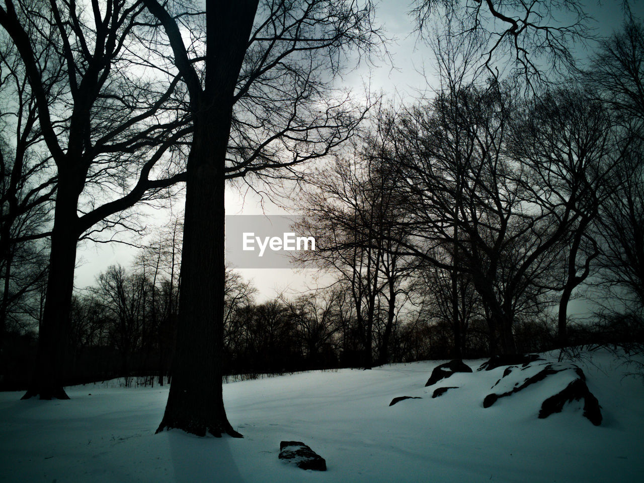 TREES ON SNOWY LANDSCAPE AGAINST SKY