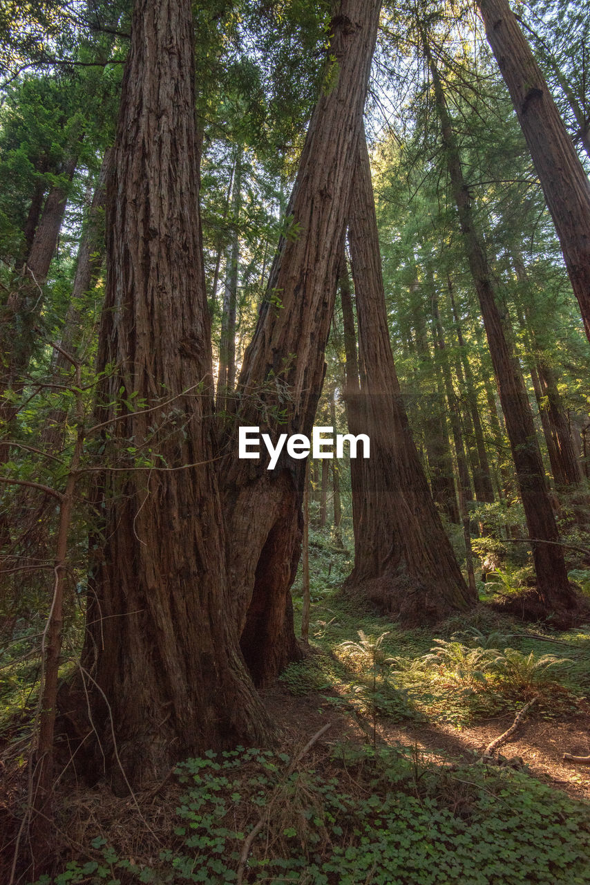 View of trees in forest