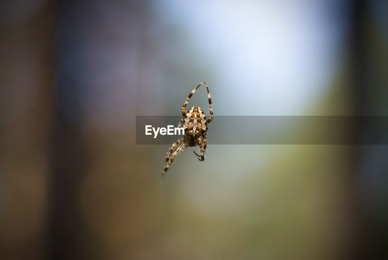CLOSE-UP OF SPIDER ON THE WALL