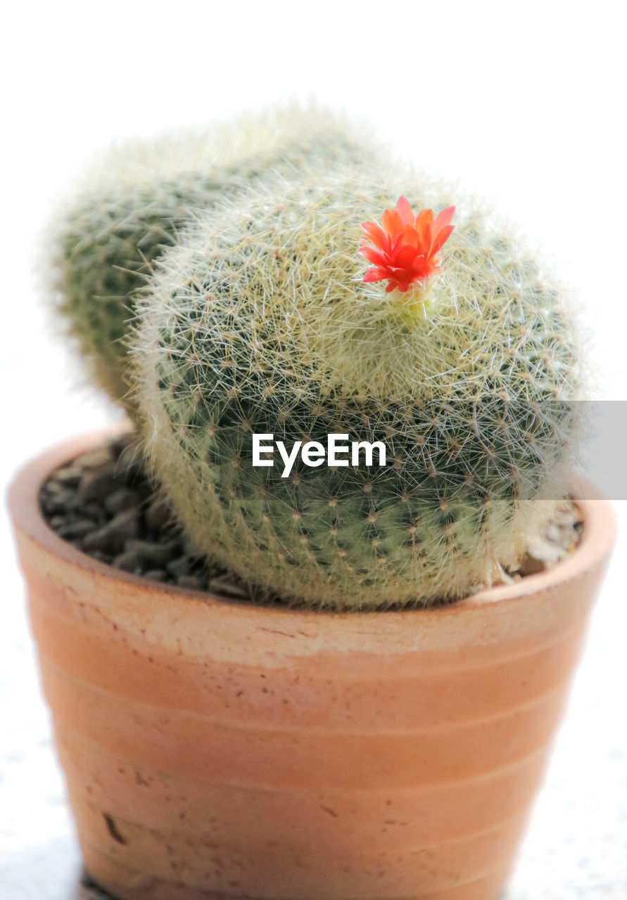 Close up cactus in pot