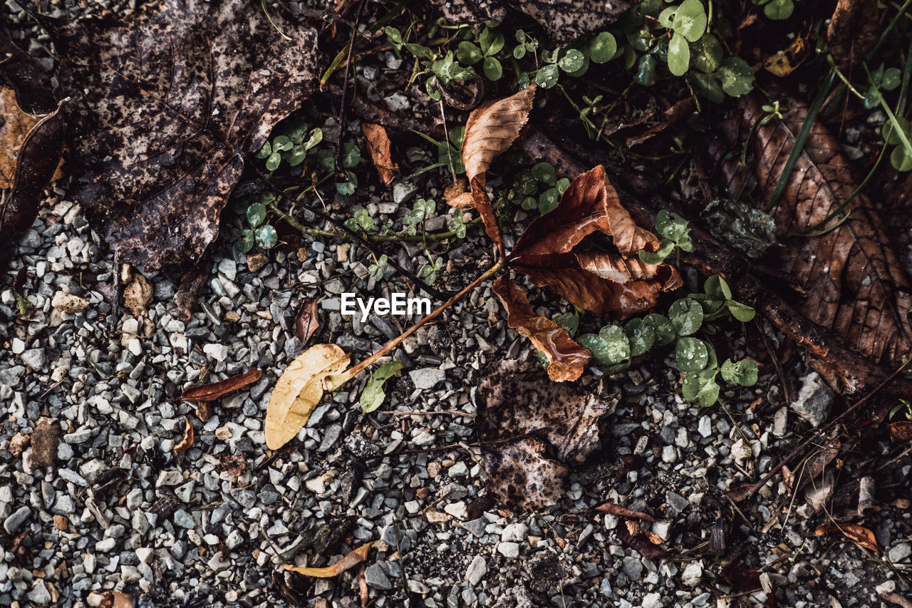 CLOSE-UP OF DRY LEAVES ON TREE TRUNK