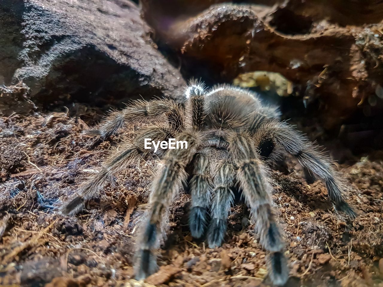 CLOSE-UP OF SPIDER ON WEB