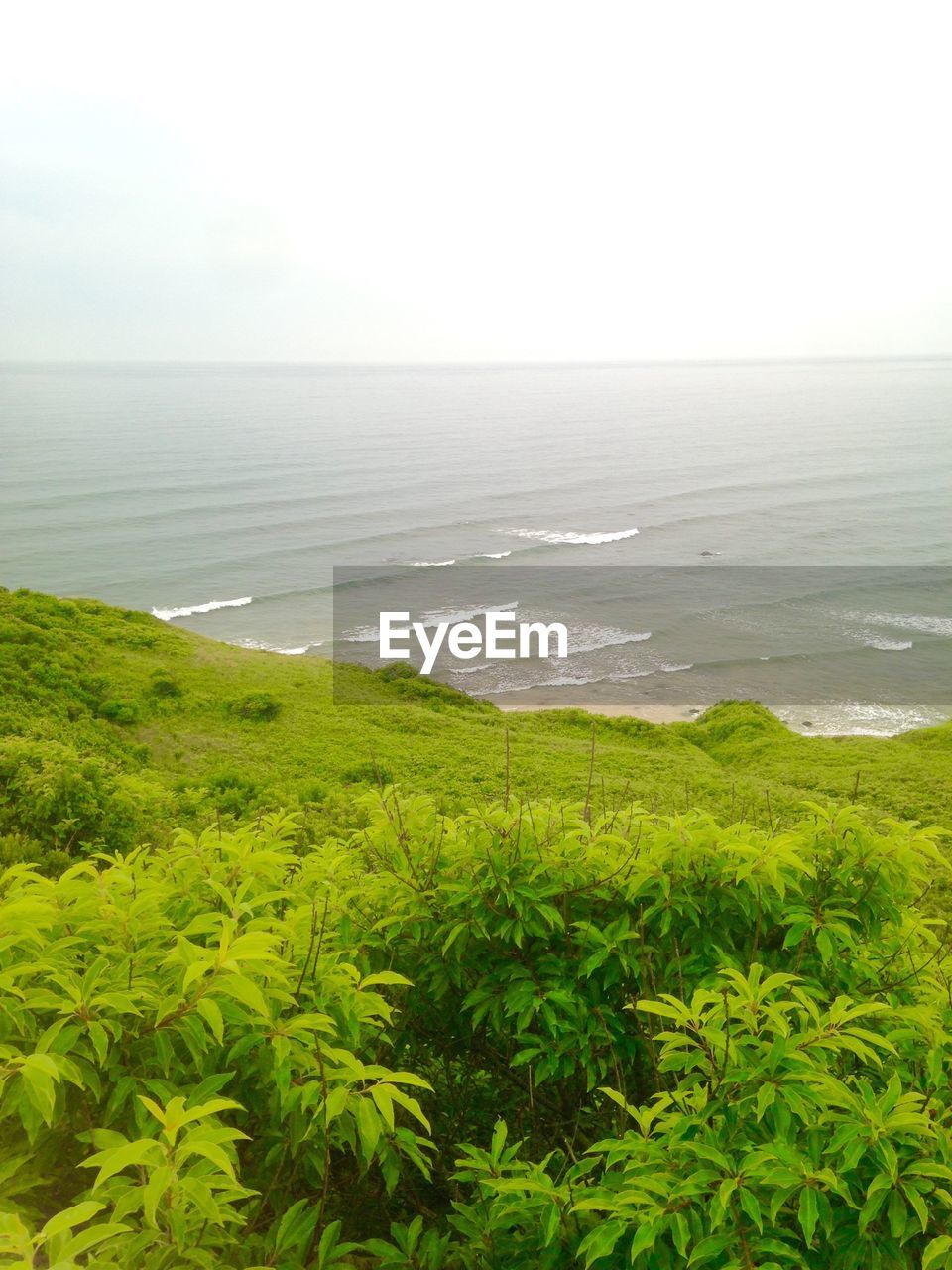 SCENIC VIEW OF SEA WITH TREES IN BACKGROUND