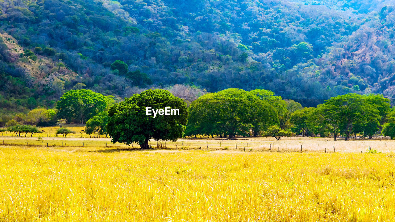 Scenic view of field against trees in forest