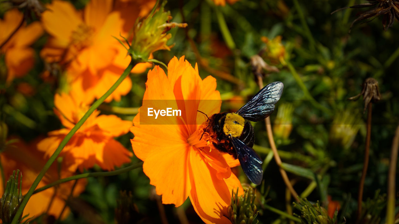 Close-up of bee pollinating on flower