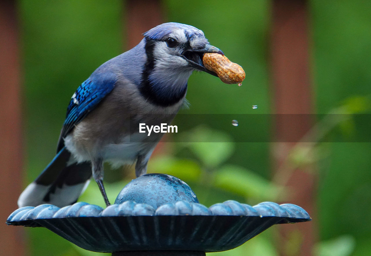 Close-up of bird perching on water fountain