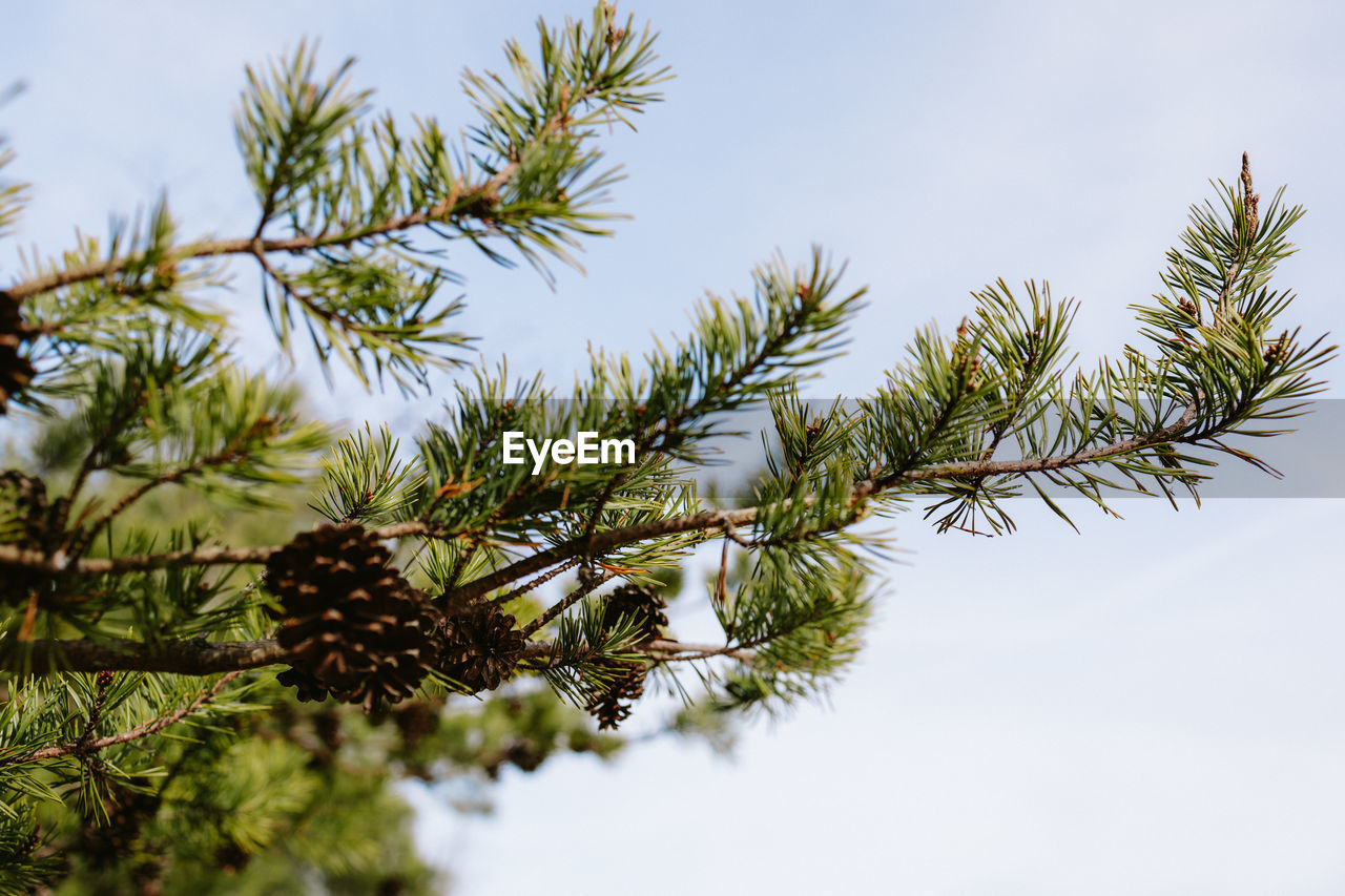 close-up of pine tree