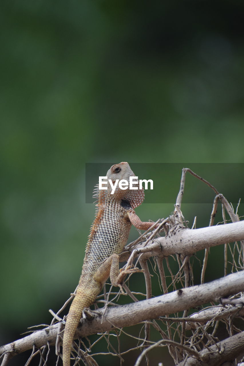 Close-up of a lizard on tree