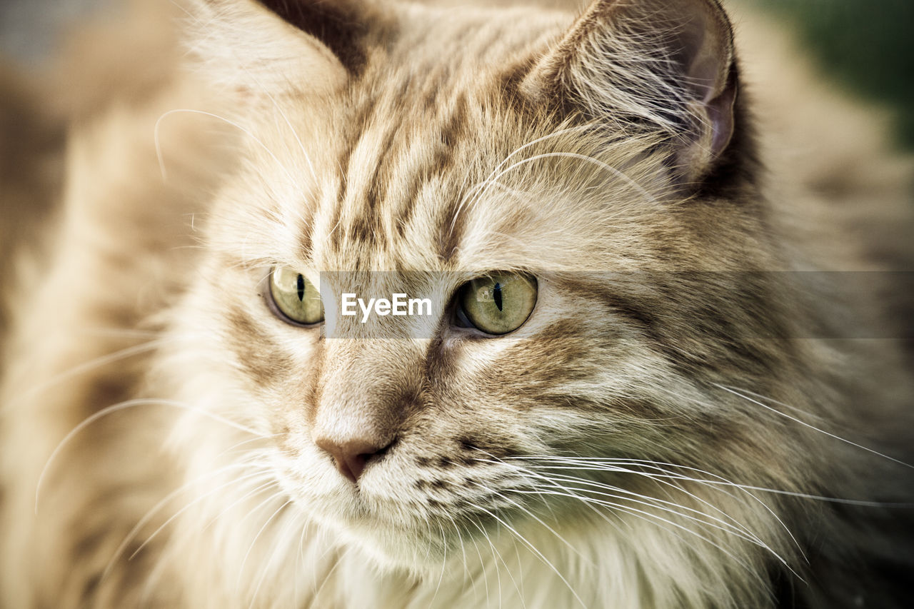 Close-up portrait of a cat