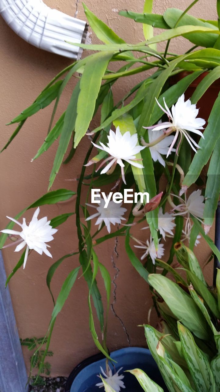 CLOSE-UP OF WHITE FLOWERS BLOOMING IN PARK