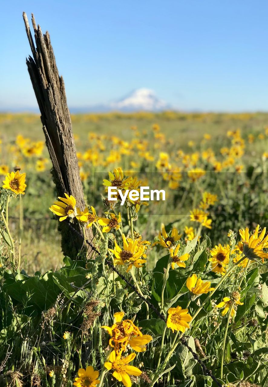 YELLOW FLOWERS GROWING ON FIELD