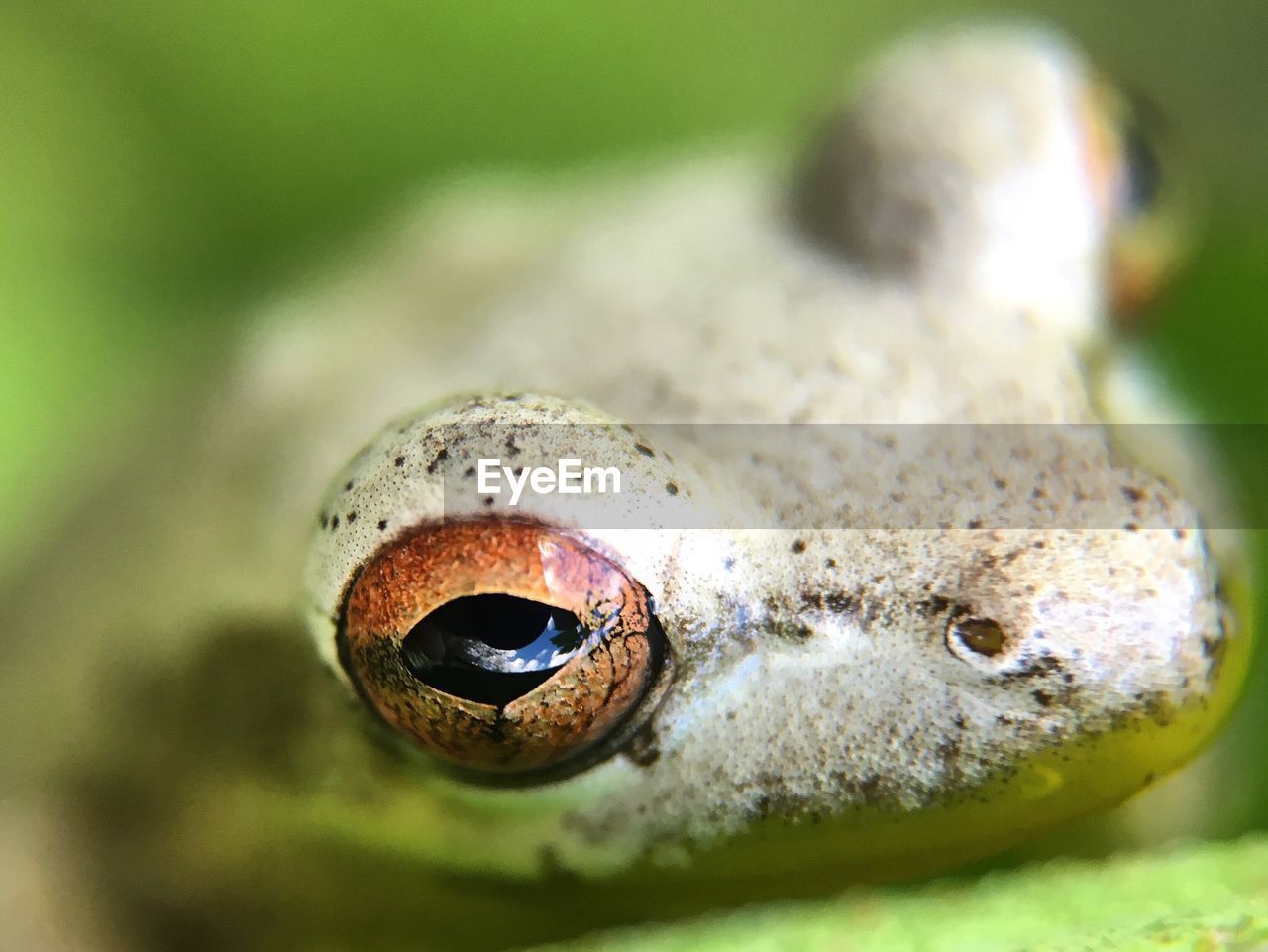 Extreme close-up of tree frog