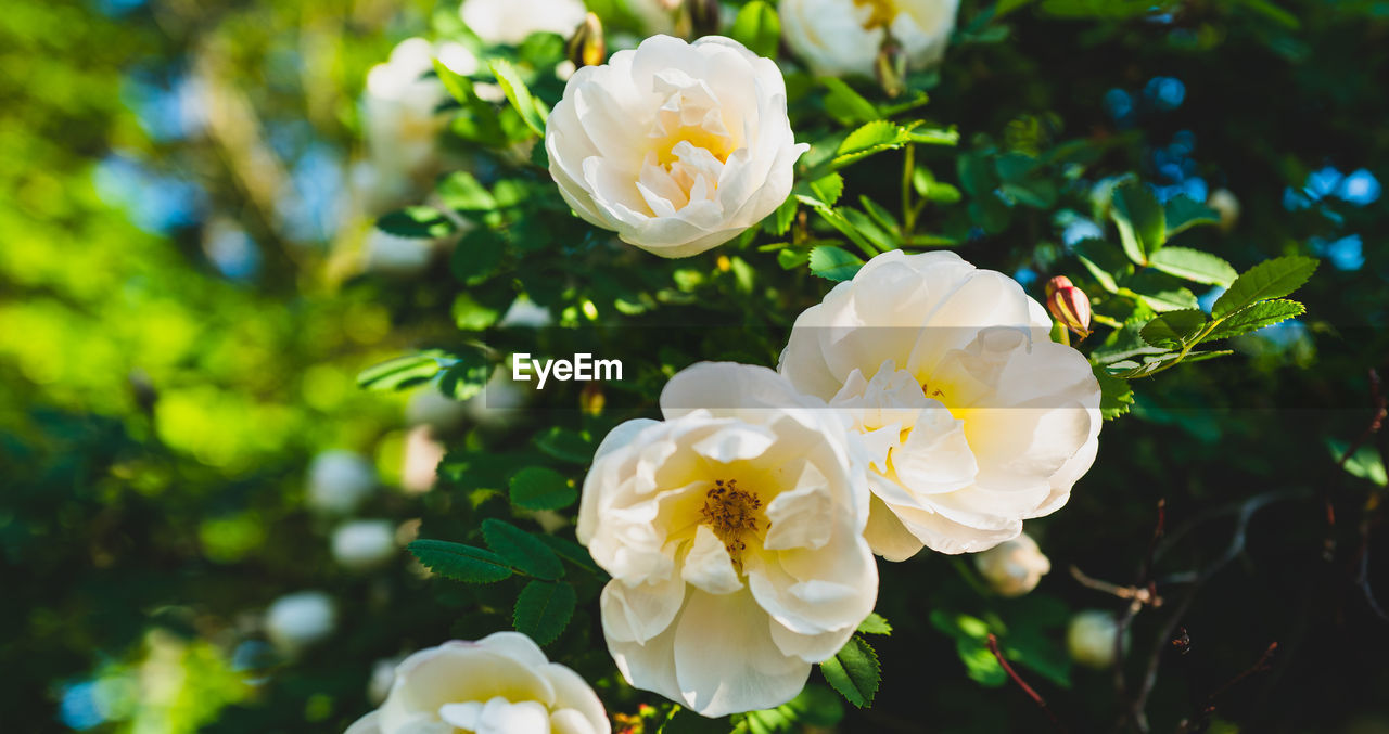 Close-up of white rose blossoms