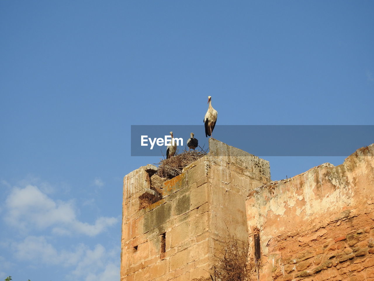 Low angle view of perching on wall