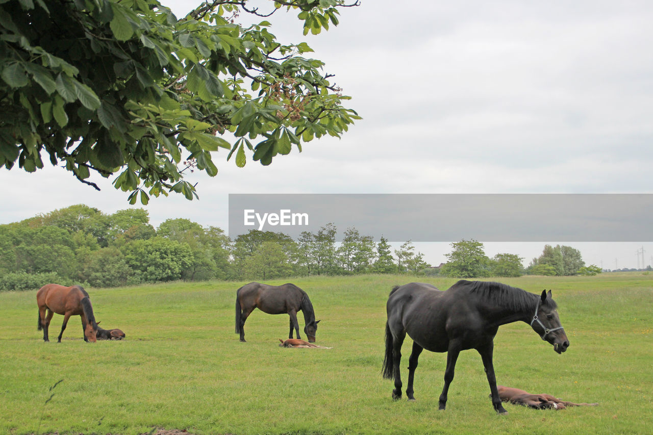 Horses grazing on grassy field against sky