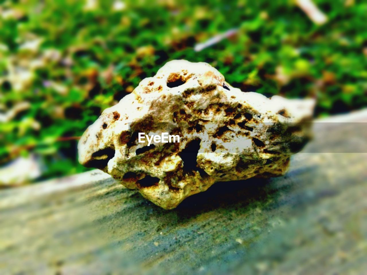 CLOSE-UP OF MUSHROOMS GROWING ON ROCK