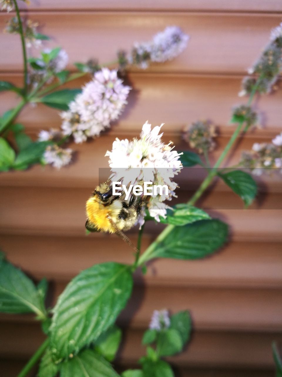 CLOSE-UP OF POTTED FLOWERING PLANT