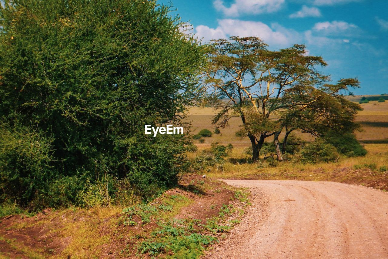 Dirt road amidst trees and grassland in nairobi national park, kenya