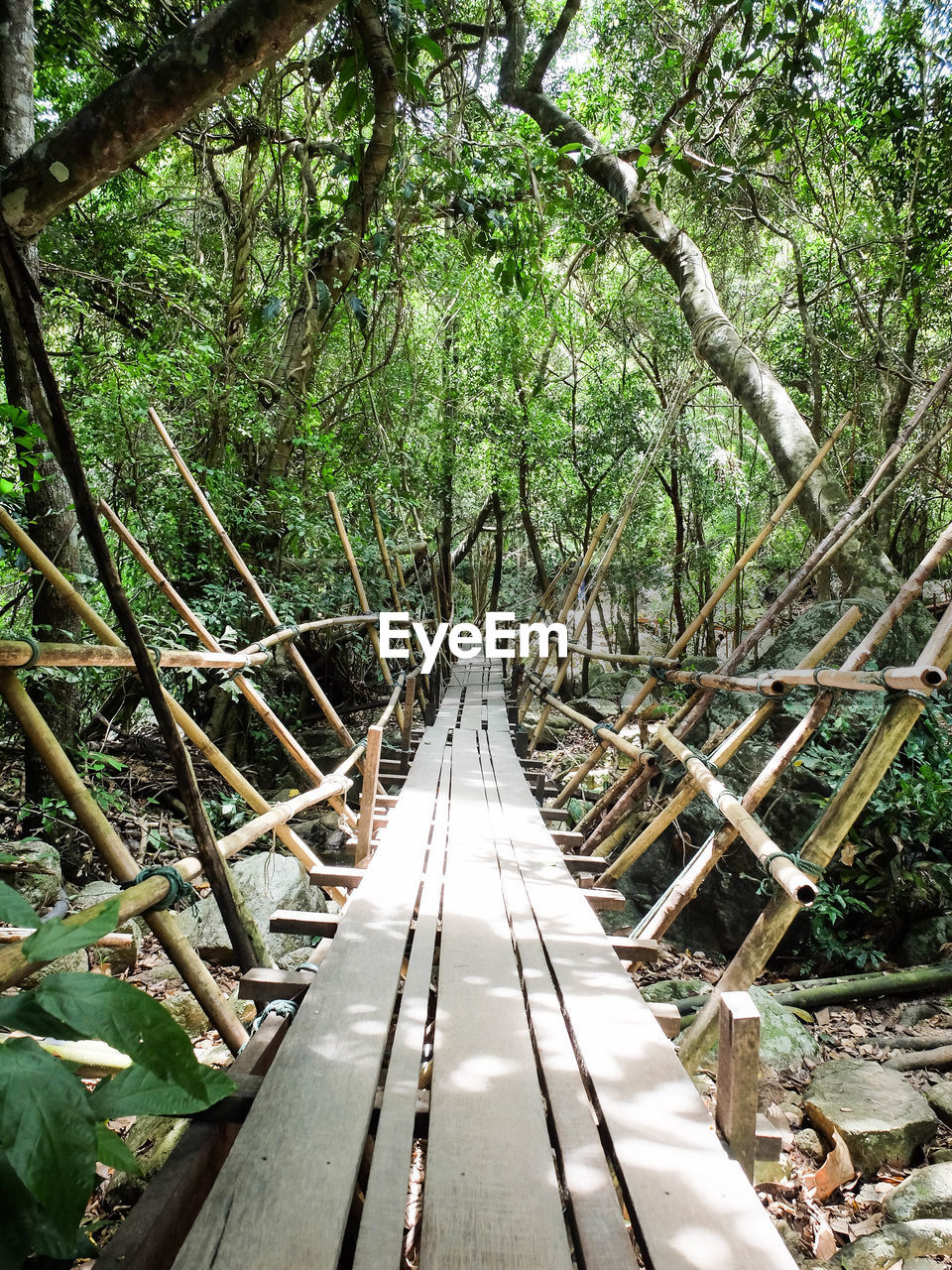 Boardwalk amidst trees in forest