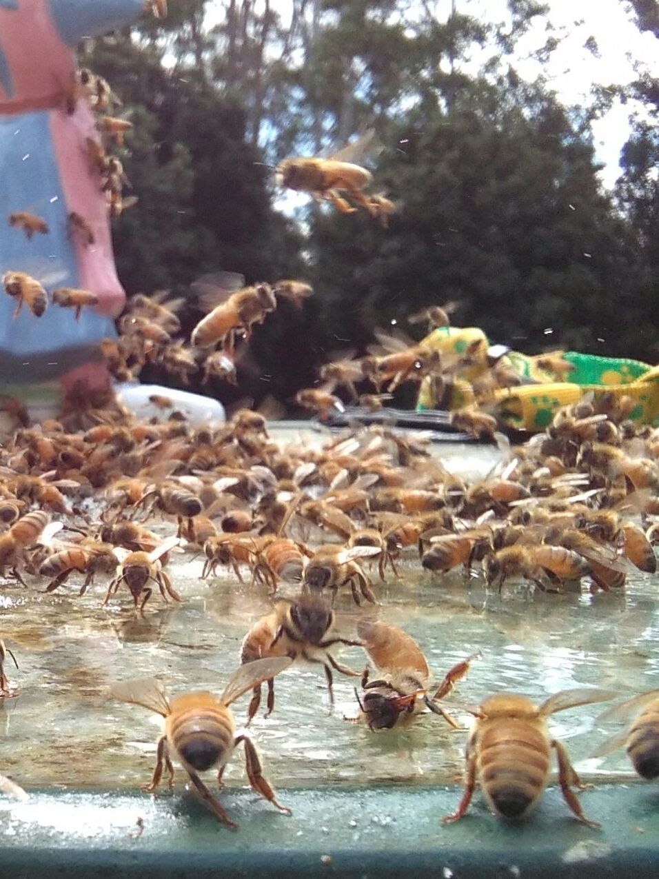 Close-up of bees on table in back yard