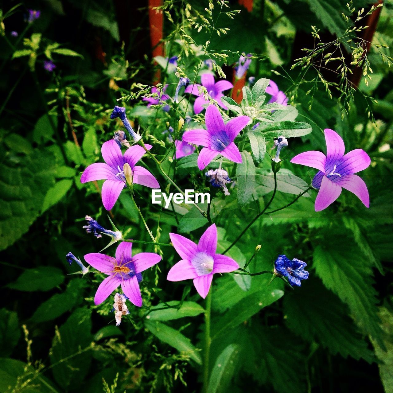 Close-up of flowers and leaves