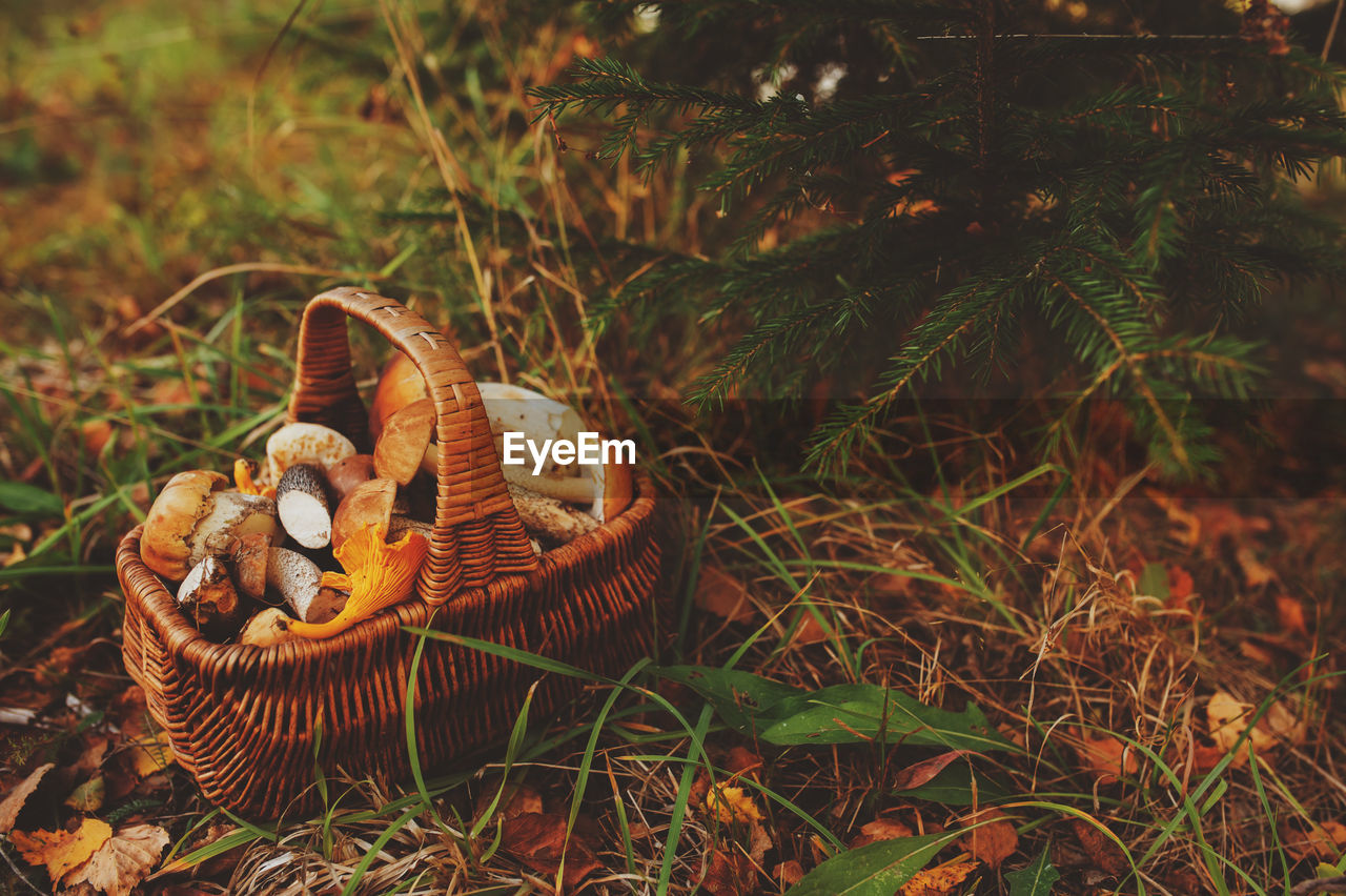 High angle view of mushrooms in basket on field