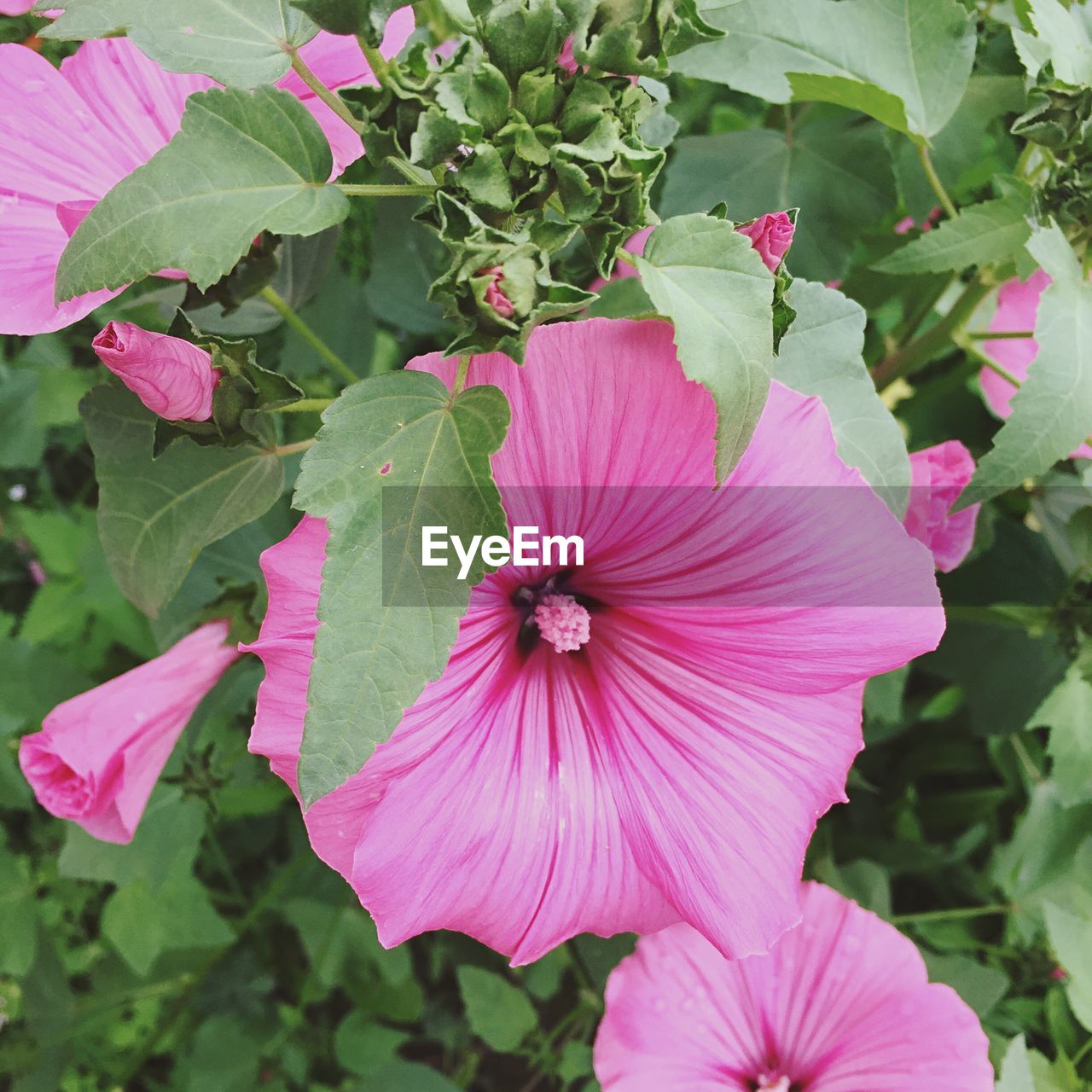 flower, pink color, petal, fragility, growth, flower head, plant, blooming, freshness, nature, beauty in nature, day, leaf, outdoors, no people, close-up, hibiscus, petunia, periwinkle