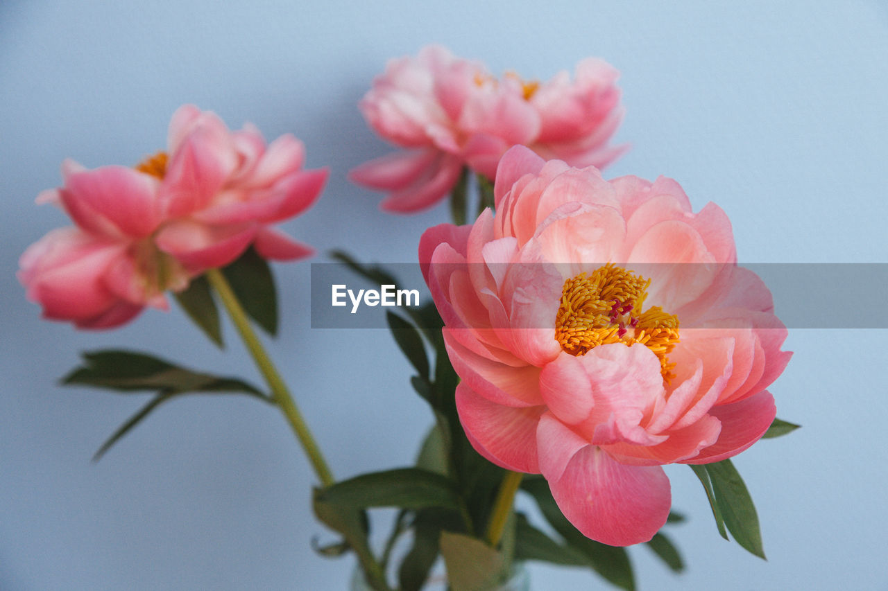 Close-up of pink flowers blooming outdoors