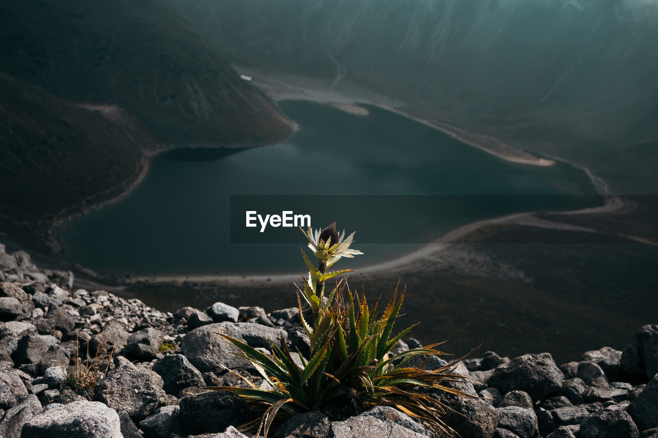 Close-up of cactus growing on cliff against lake