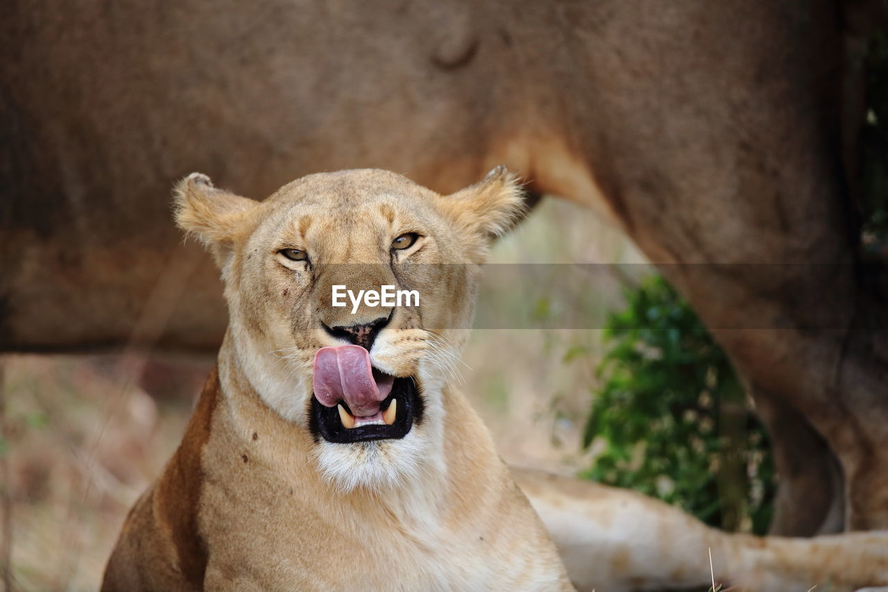 Close-up of lioness with tongue out