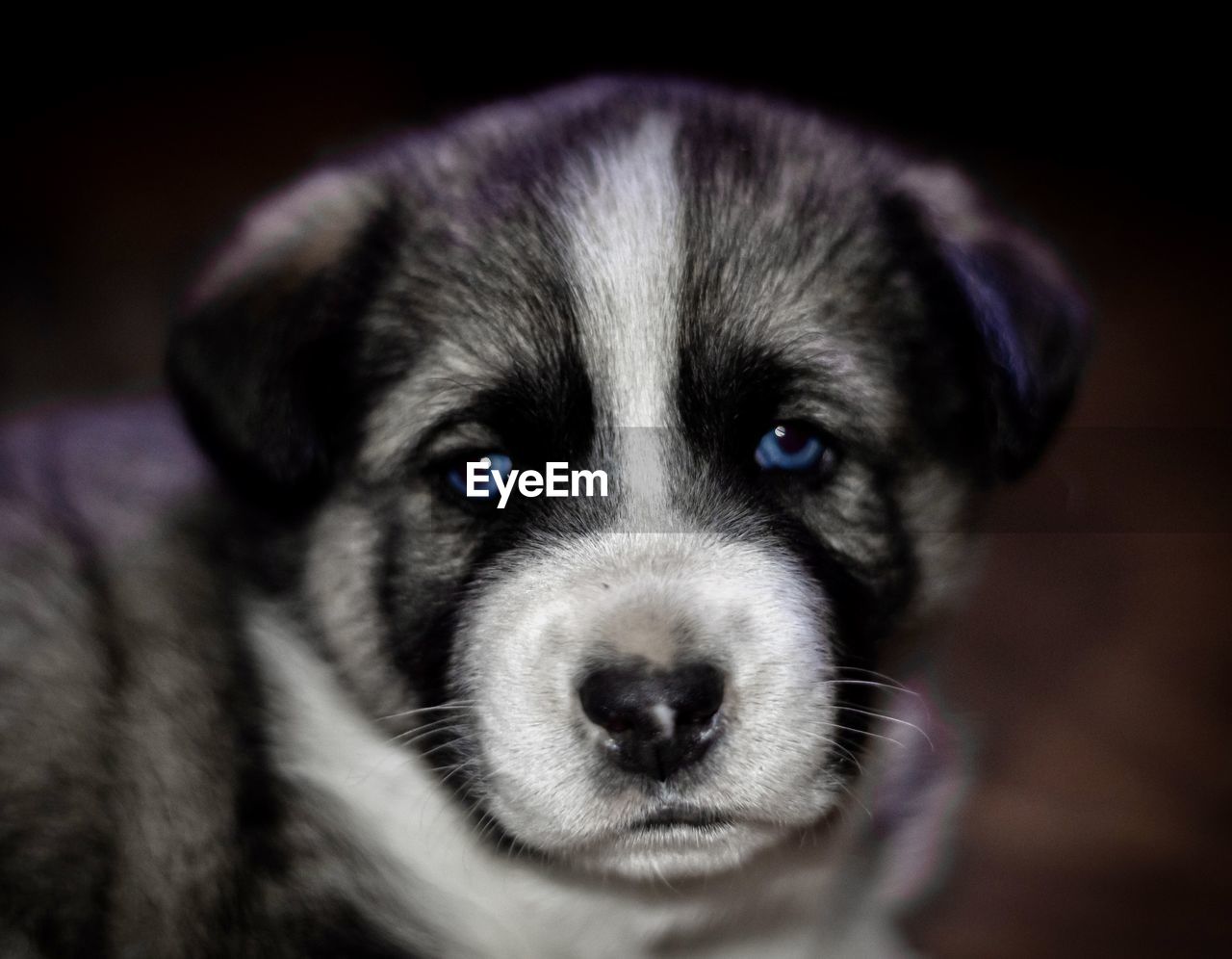 CLOSE-UP PORTRAIT OF PUPPY WITH BLACK EYES