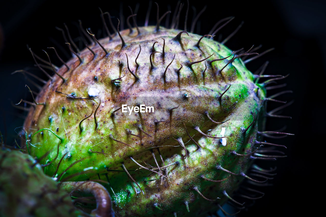 Close-up of a fruit