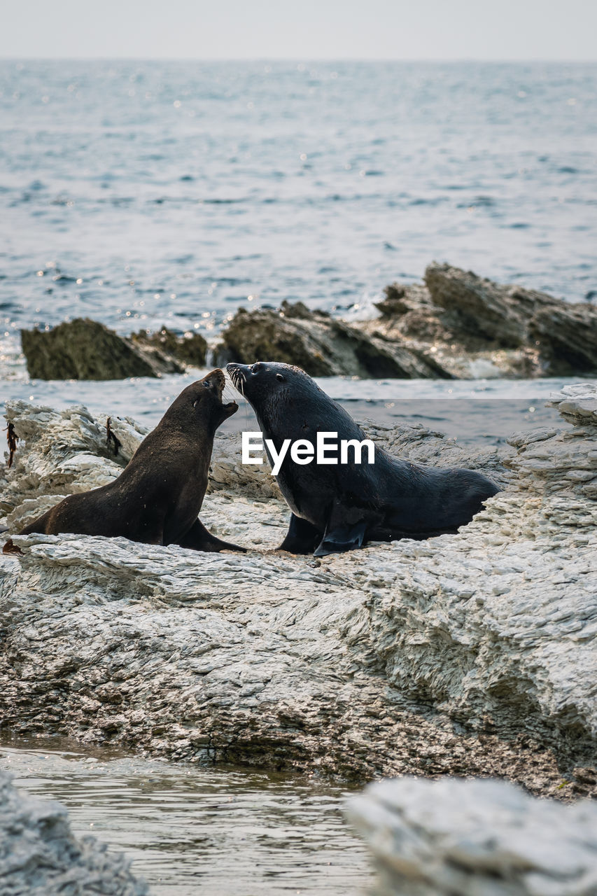 View of two fur seals on rocky beach