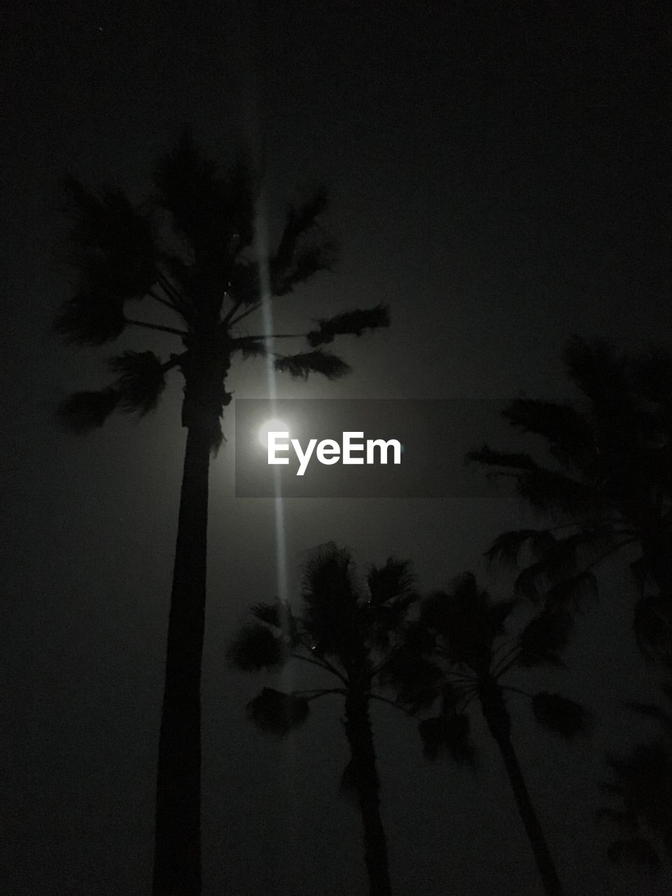 LOW ANGLE VIEW OF PALM TREES AGAINST SKY AT NIGHT