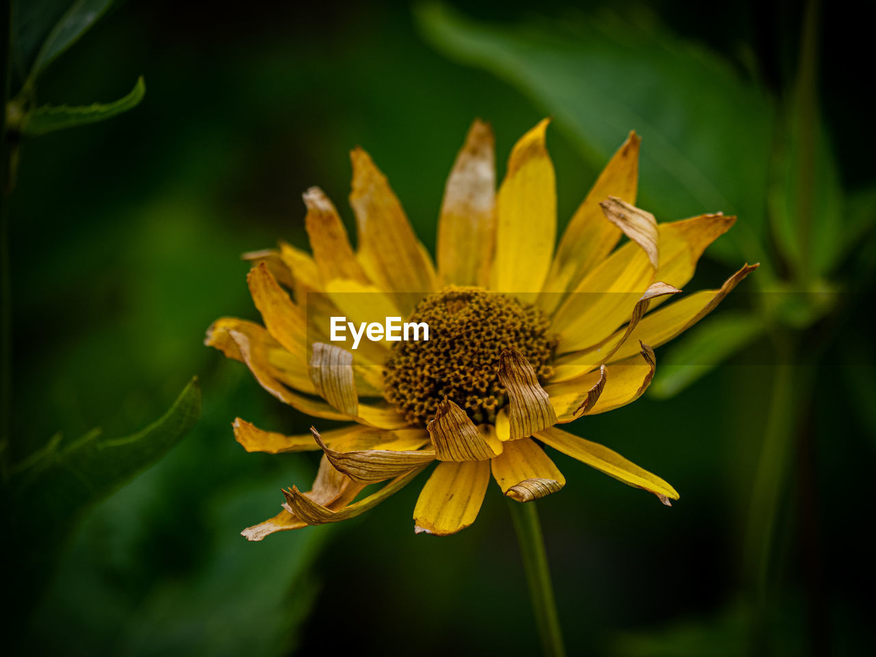 CLOSE-UP OF YELLOW FLOWER IN BLOOM