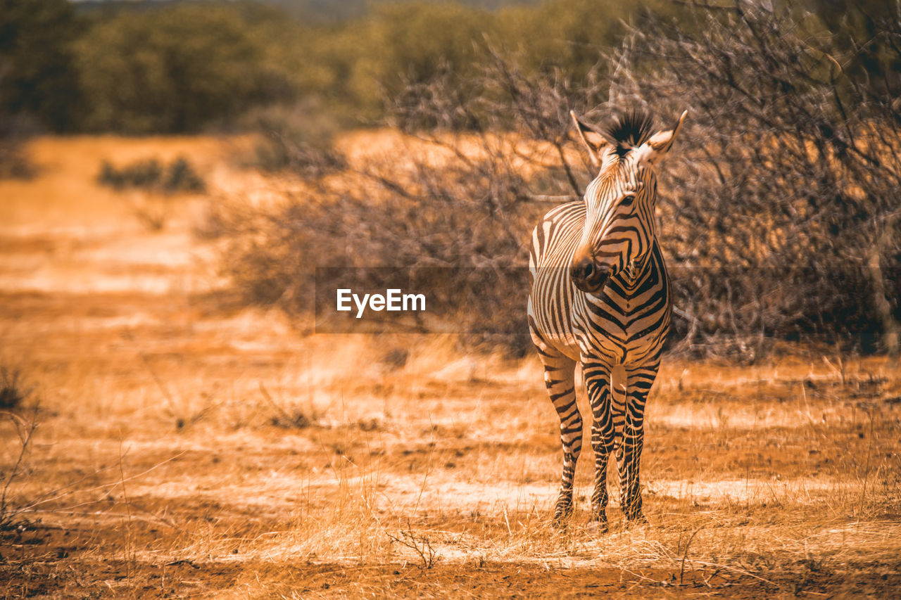 Zebra standing on field