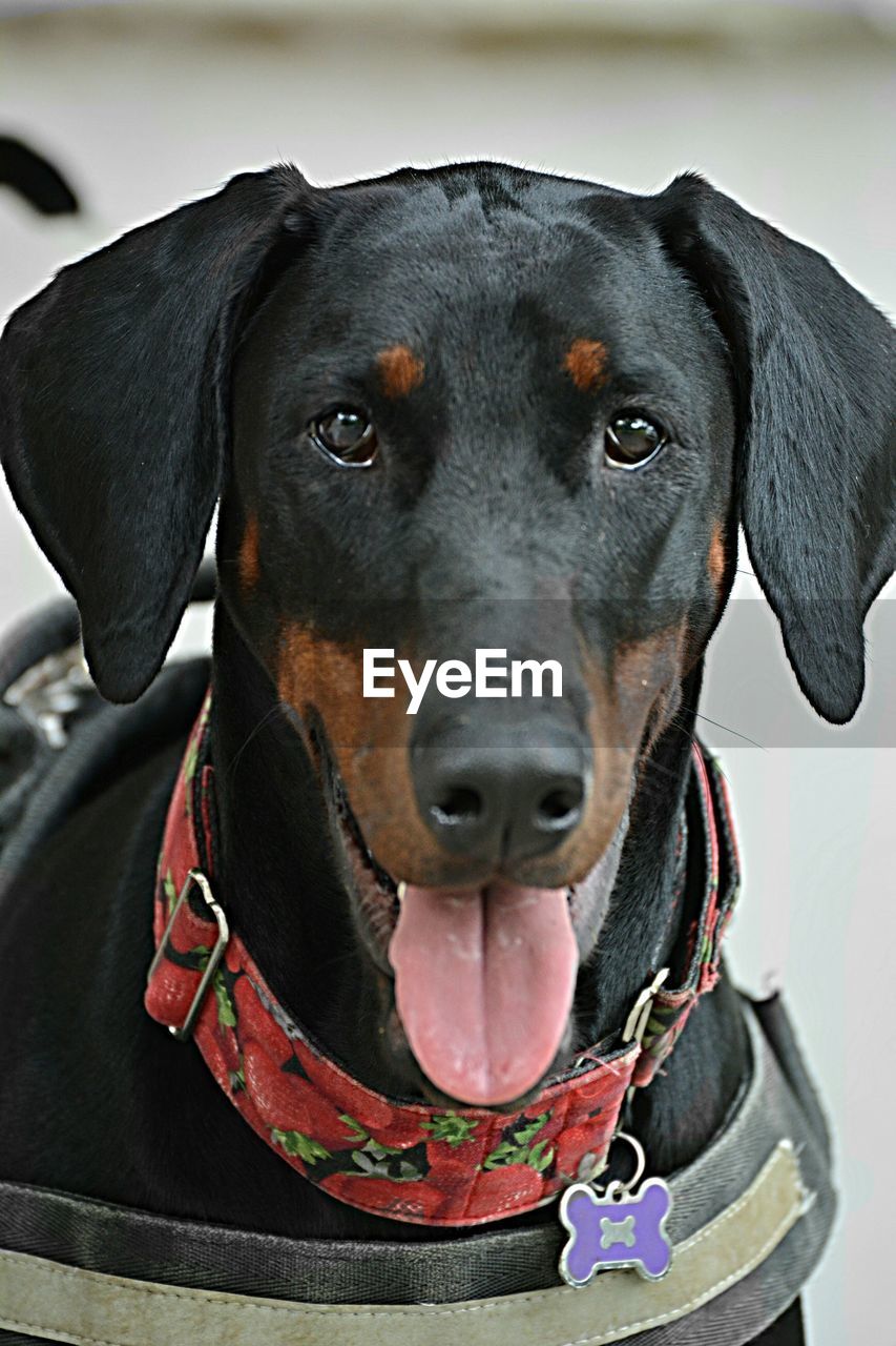 CLOSE-UP PORTRAIT OF BLACK LABRADOR