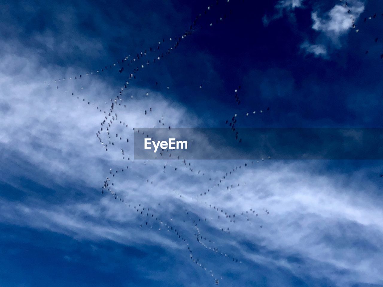 LOW ANGLE VIEW OF BIRDS FLYING