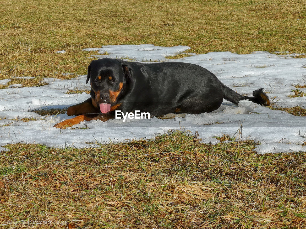 DOG RESTING ON FIELD