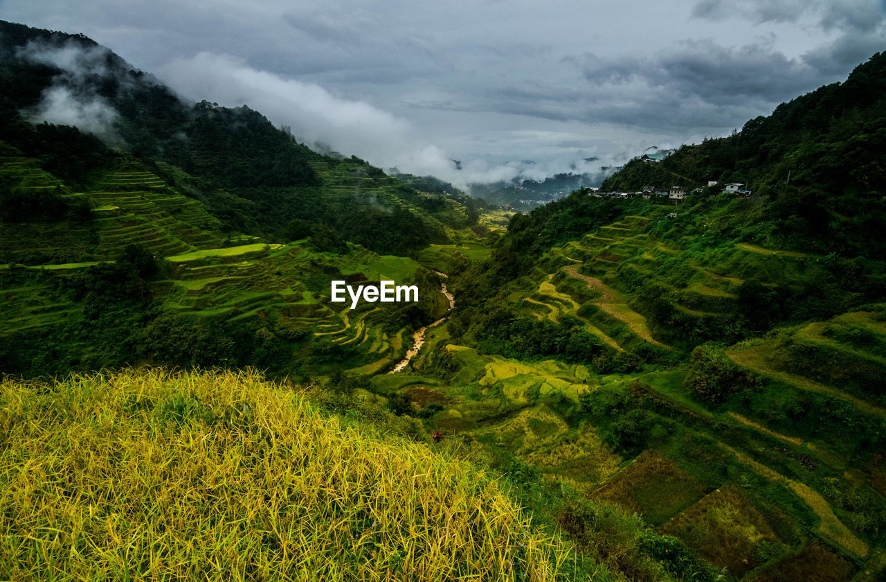 Scenic view of agricultural field against sky