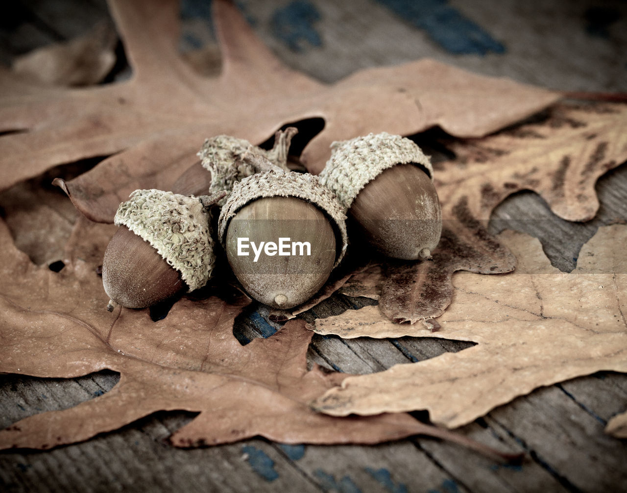 Autumn acorns.