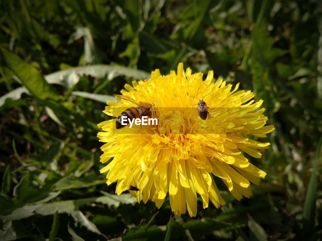 BEE ON YELLOW FLOWER