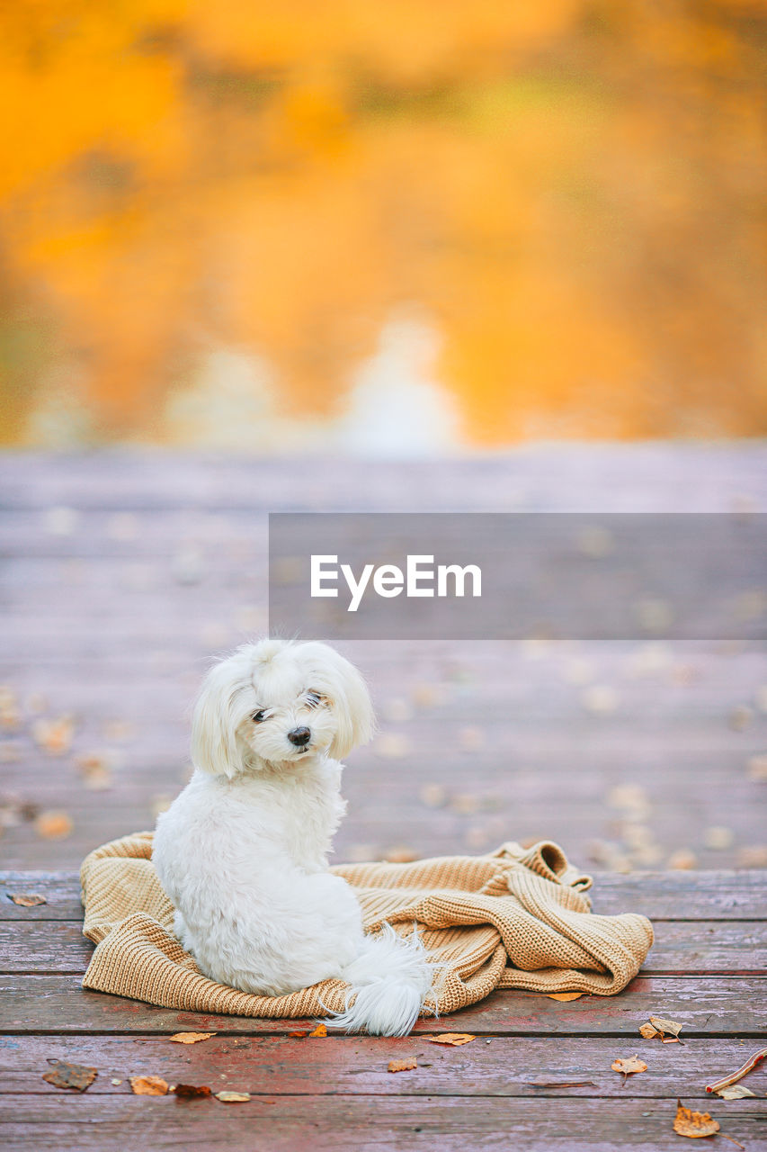 VIEW OF DOG SITTING ON LANDSCAPE