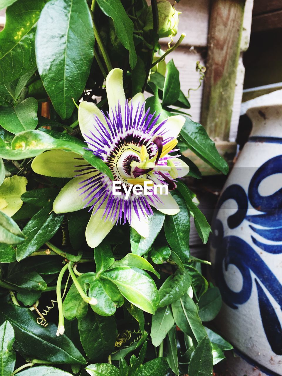 Close-up of purple passion flower