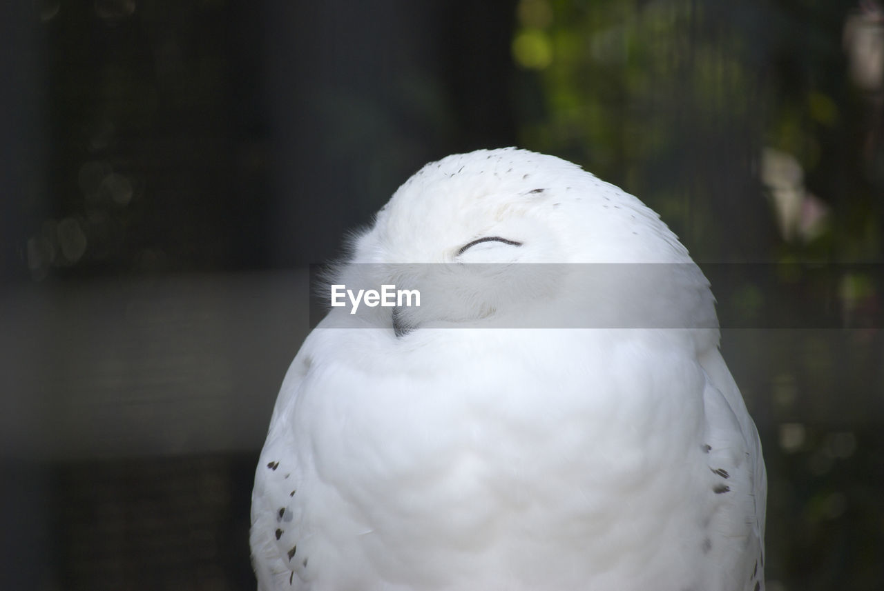 Close-up of sleeping white owl