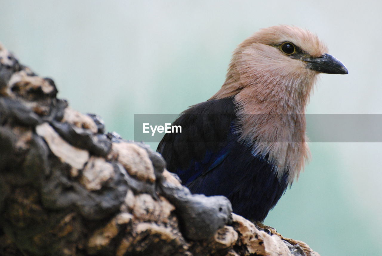 Fantastic white headed kingfisher bird on a wooden log.